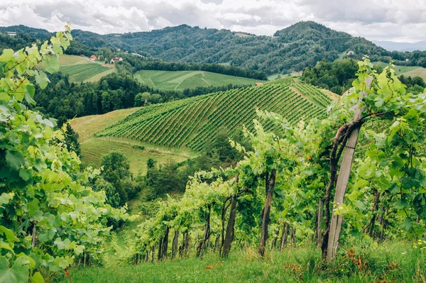 Винограду в південному регіоні Styria — стокове фото