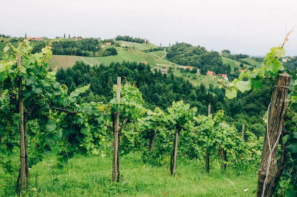 Cultivo vitivinícola na Estíria do Sul — Fotografia de Stock