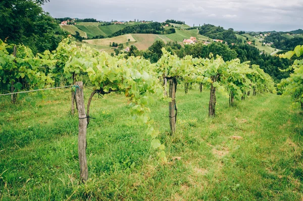 Vinná réva v jižním Štýrsku Stock Fotografie