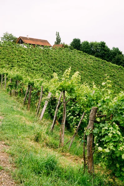Vinné révy ve Štýrsku Royalty Free Stock Obrázky