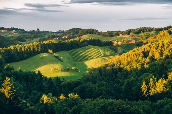 Güney Steiermark manzarada yaz — Stok fotoğraf