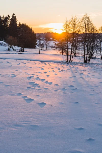 Weide en bomen bij zonsondergang — Stockfoto