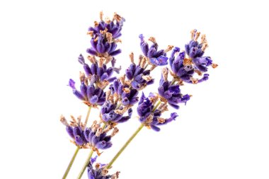 Bitkisel ya da botanik tıp ve yaz çiçeği konsepti teması. Beyaz arka planda taze lavanta çiçeklerine yakın çekim.