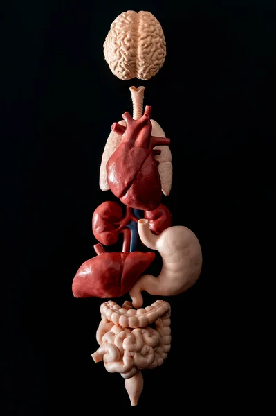 Emberi Anatómia Szervátültetés Orvostudomány Koncepció Emberi Szervek Kollázzsal Anatómiailag Korrekt — Stock Fotó