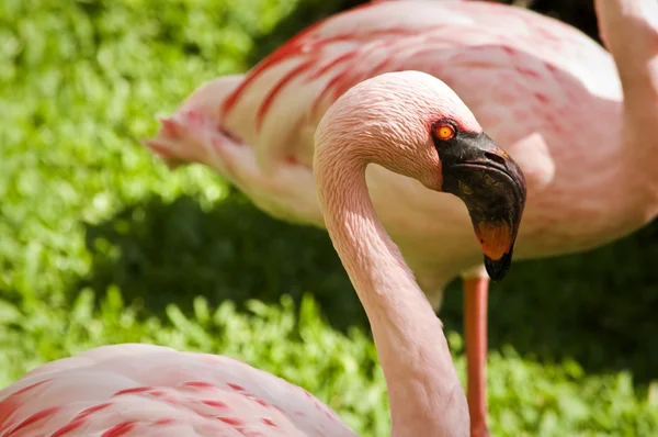 Flamingo rosa — Fotografia de Stock