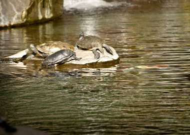 Üç turtules bir ada paylaşımı