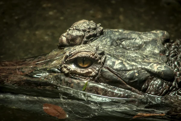 Amerikanischer Aligator in Teich versunken — Stockfoto