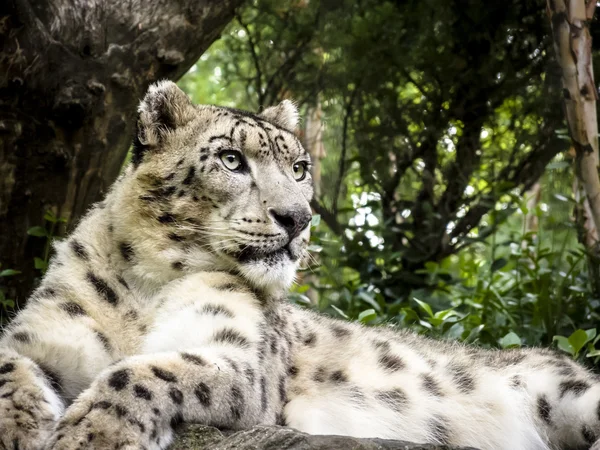 Leopardo delle nevi adagiato su una roccia — Foto Stock