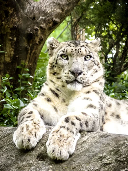 Leopardo de neve que põe em uma rocha — Fotografia de Stock