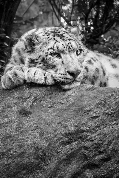 Χιόνι λεοπάρδαλη τοποθέτηση πάνω σε βράχο — Φωτογραφία Αρχείου