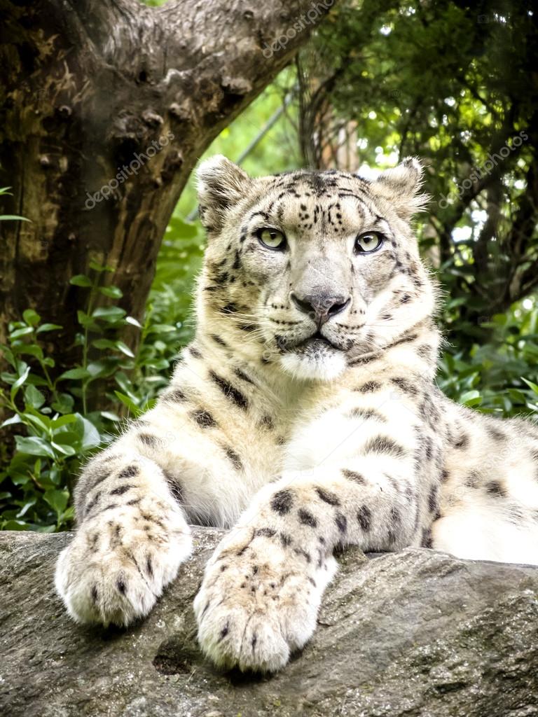 Snow Leopard Laying On A Rock Stock Photo By C Moussa81 Snow Leopard Laying On A Rock Stock Photo By C Moussa81