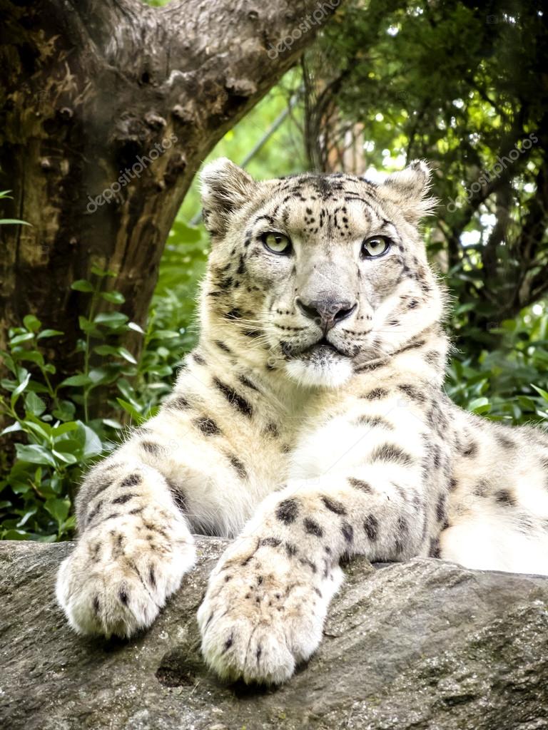 snow leopard laying on a rock
