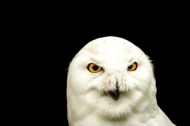 Snowy owl isolated on black clipart