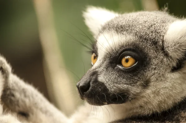 Closeup of a lemur head not looking into the camera — Stock Photo, Image