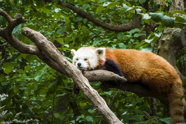 Red panda laying on a tree branch peacefully — Stock Photo, Image