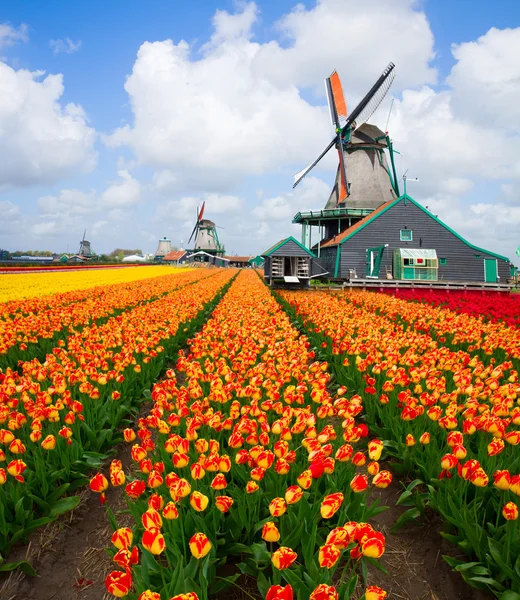 Moinho de vento holandês sobre o campo de tulipas — Fotografia de Stock