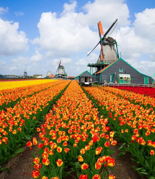 Molino de viento holandés sobre campo de tulipanes — Foto de Stock