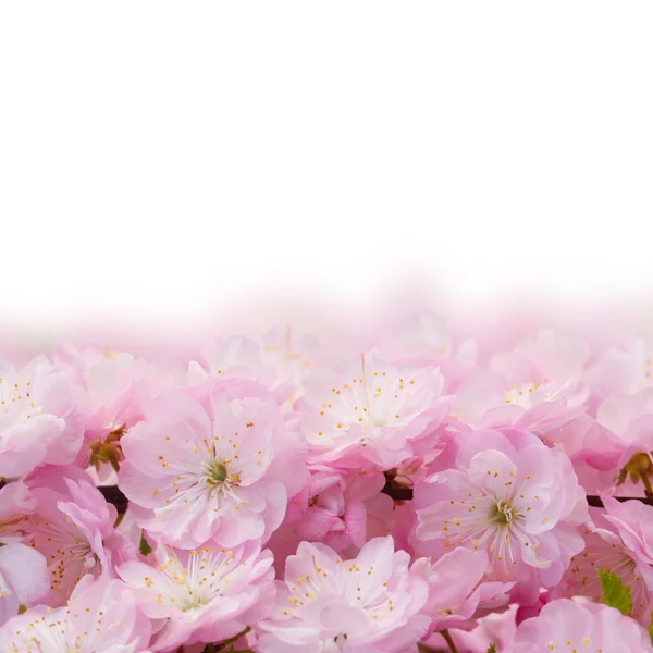 Blossoming pink tree Flowers — Stock Photo, Image