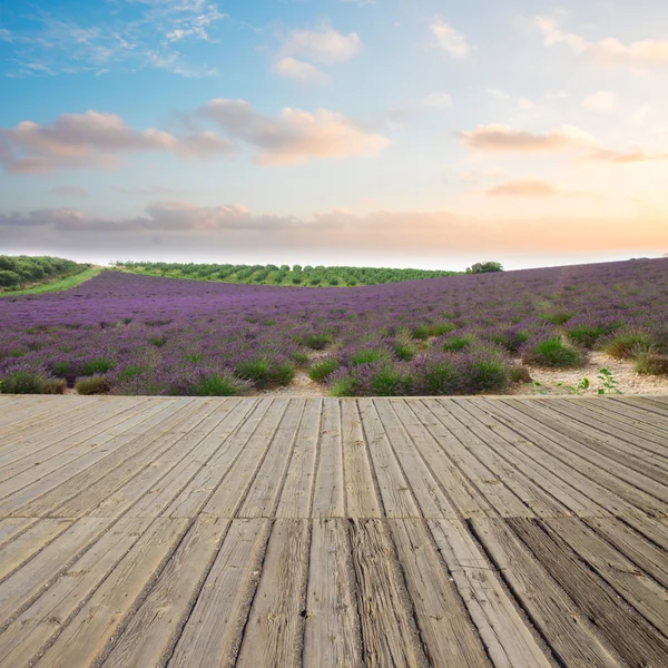 Lavender field and wooden planks — Stock Photo, Image