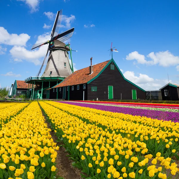 Dutch větrný mlýn nad tulipánovým polem — Stock fotografie