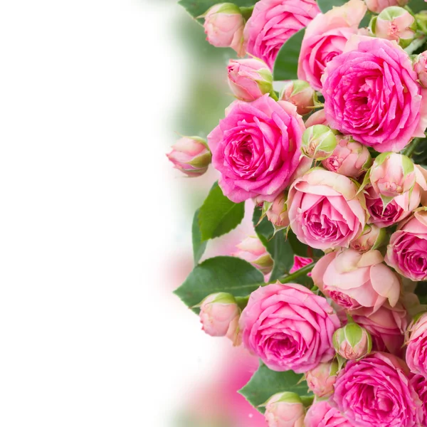 Border of  fresh pink roses close up — Stock Photo, Image