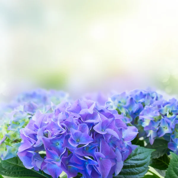 푸른 호 르 텐 시아 꽃의 테두리 — 스톡 사진