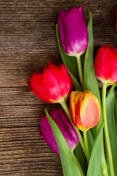 Bouquet de tulipes violettes et rouges — Photo