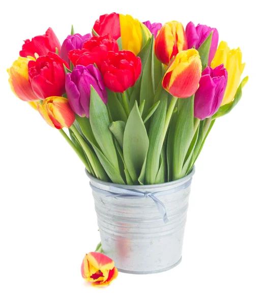 Букет желтых, фиолетовых и красных тюльпанов — стоковое фото