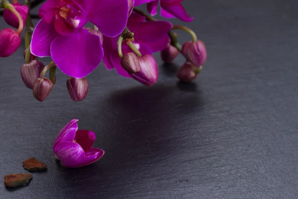Massa violett orkidéer — Stockfoto