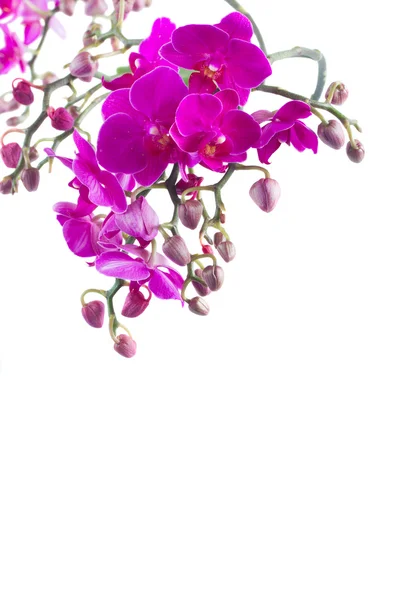 Bunch of violet orchids — Stock Photo, Image