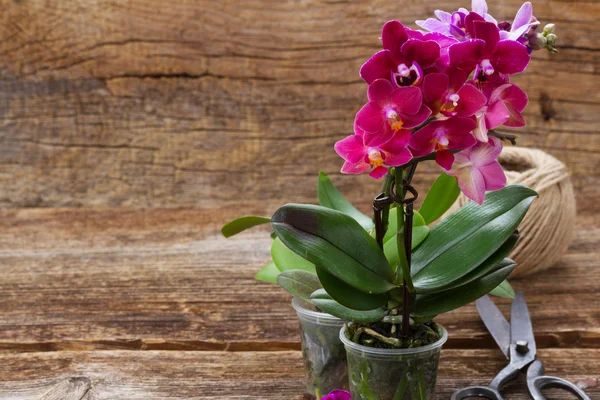 Jarní fialové orchideje — Stock fotografie
