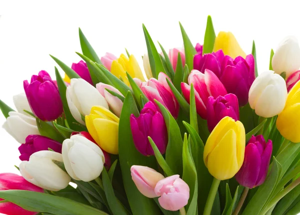Ramo de tulipanes rosados, morados y blancos —  Fotos de Stock