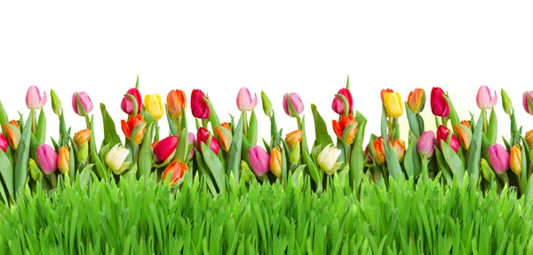 Tulipanes y borde de hierba — Foto de Stock