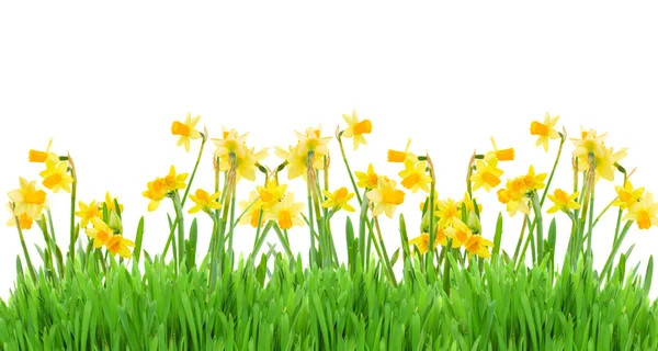 Spring narcissus and grass — Stock Photo, Image