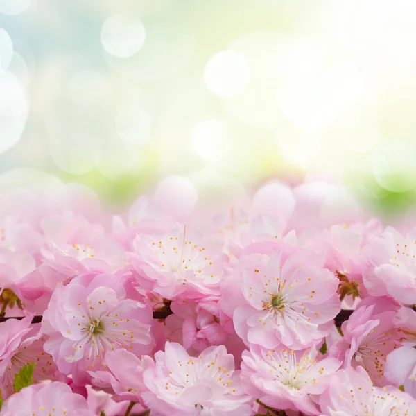 Kwitnące różowe drzewo Kwiaty — Zdjęcie stockowe