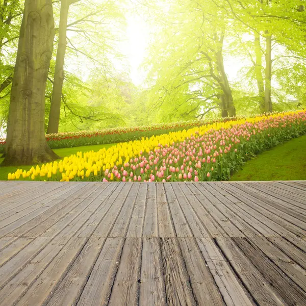 Blommande äppelträd och träplankor — Stockfoto