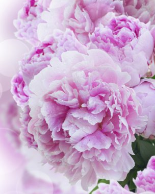 pembe şakayık kenarı