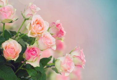 Bir buket pembe gül.