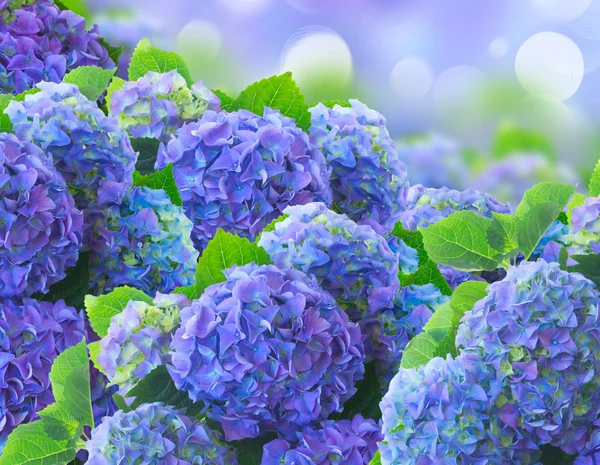 Flores de hortensia azul — Foto de Stock