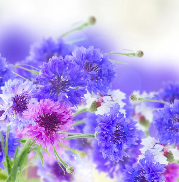 Papavero e fiordaliso — Foto Stock