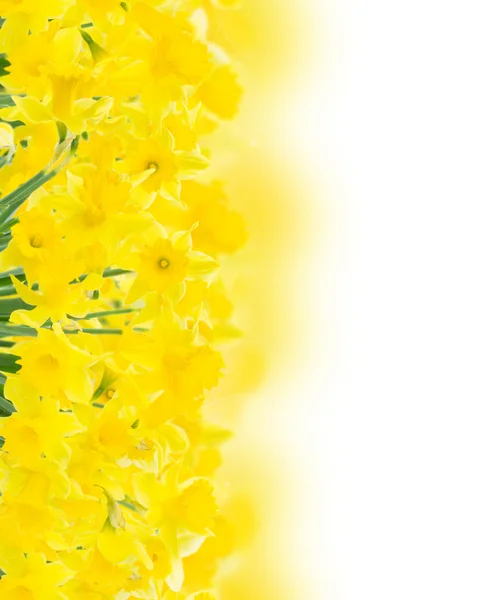 Primavera narciso su bianco — Foto Stock