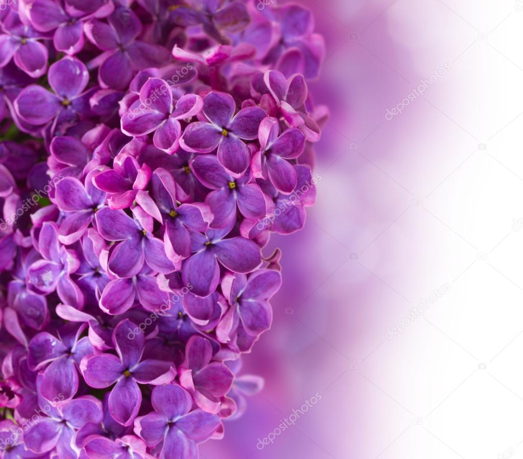 Bush with lilac flowers close up
