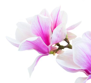 Blossoming pink  magnolia Flowers clipart