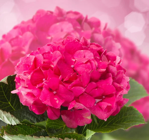 Розовая гортензия цветы закрыть — стоковое фото