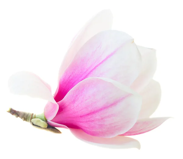 꽃 분홍색 목련 꽃 — 스톡 사진