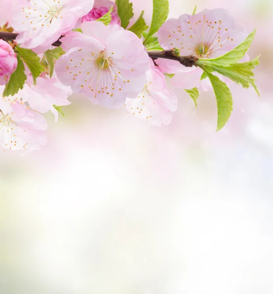 Fiori di ciliegio nel giardino verde — Foto Stock