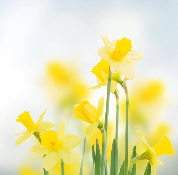 Narcisos de primavera en el jardín —  Fotos de Stock