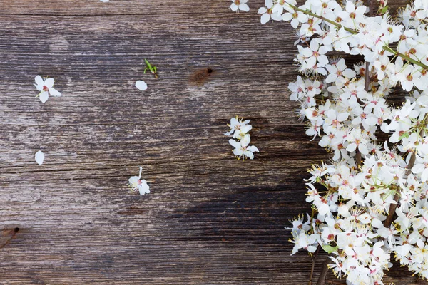 Ramoscelli con fiori in fiore — Foto Stock