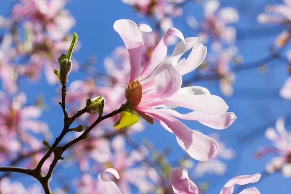 Blommande Magnolia blomma — Stockfoto