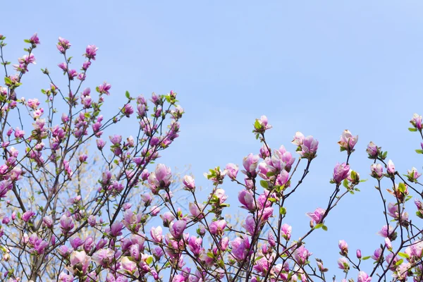 Blommande magnoliaträd — Stockfoto